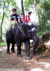 Sedasi me selle elevandi seljas sõitsime - väga kõrgel sai istuda